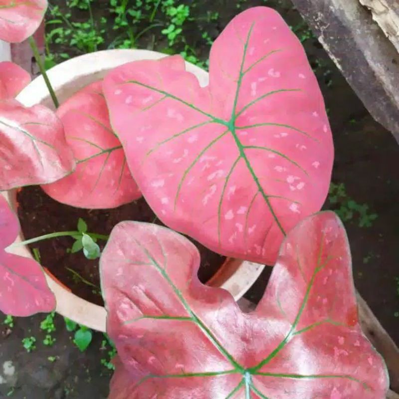 

anakan Gren spider keladi