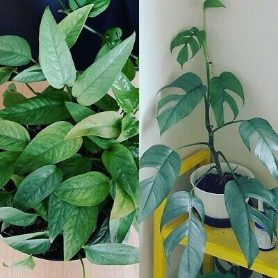 Epripremnum Cebu Blue Tanaman Hias Bunga Cebu blue Philodendron Murah