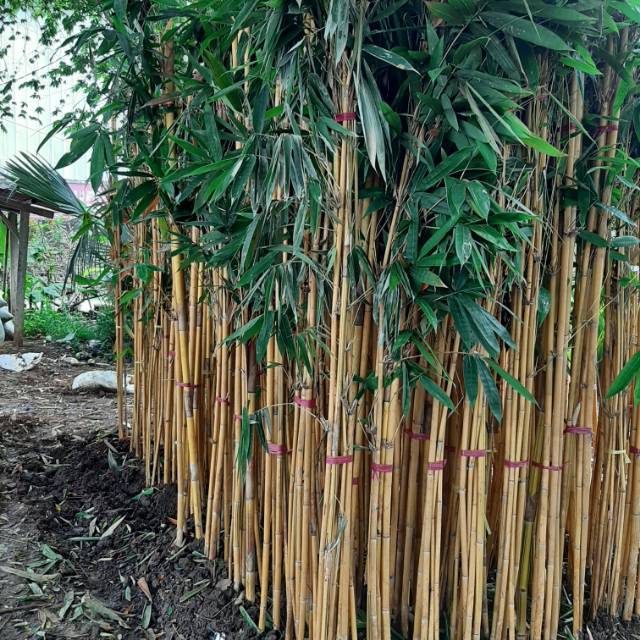 POHON BAMBU KUNING BAMBU PANDA TINGGI 1,2 METER