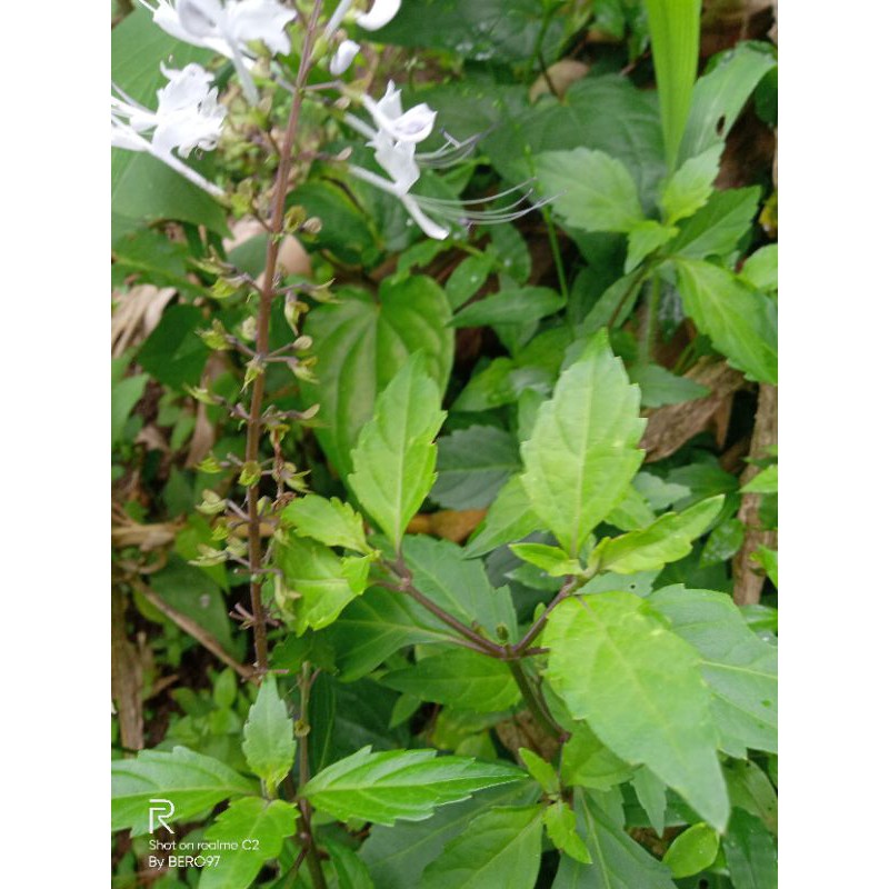 

daun kumis kucing per 1kg