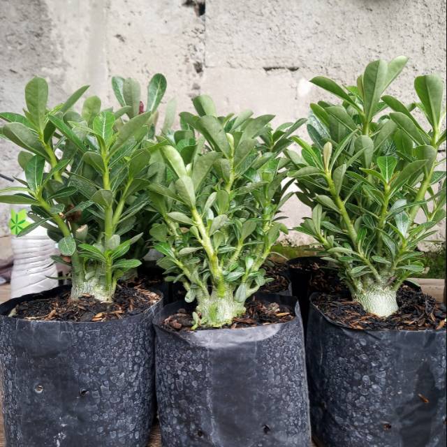 Bibit cabser ( cabang seribu)