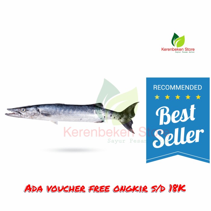 

Ikan Kacang Kacang - Snuk - Senuk - Barakuda Obtuse (1kg)