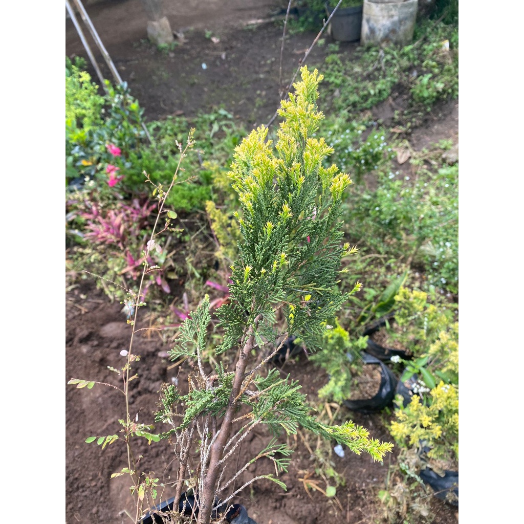Juniperus Sinensis Golden / Cemara Sinensis Golden