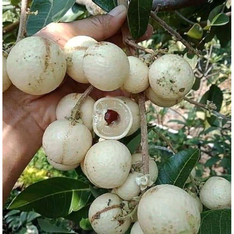 BIBIT BUAH KELENGKENG MATATLADA.BIBIT BUAH.KELENGKENG MATALADA.JUAL BIBIT BUSH MURAH8