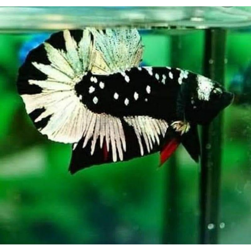 cupang avatar copper gold