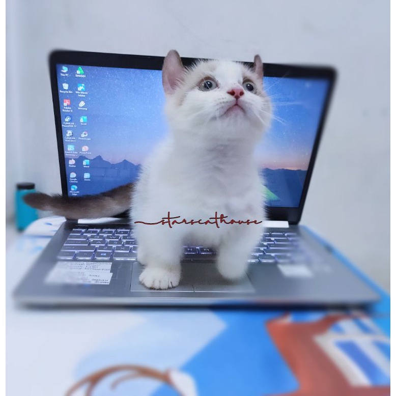 KUCING KINKALOW  (TELINGA CURLY  KAKI CEBOL)