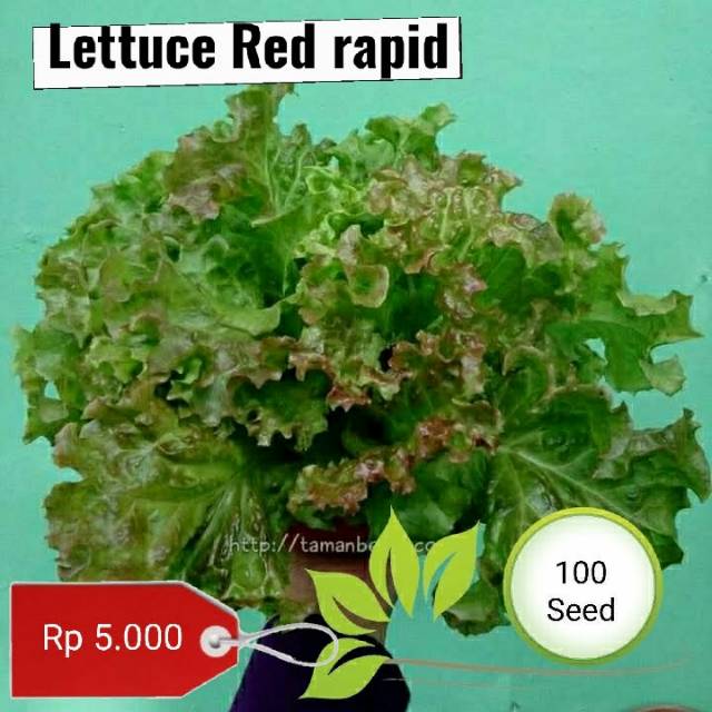 Benih Lettuce Red rapid -  benih selada