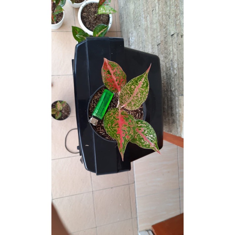 aglonema srikandi thailand