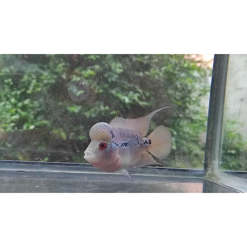 

ikan koki Oranda