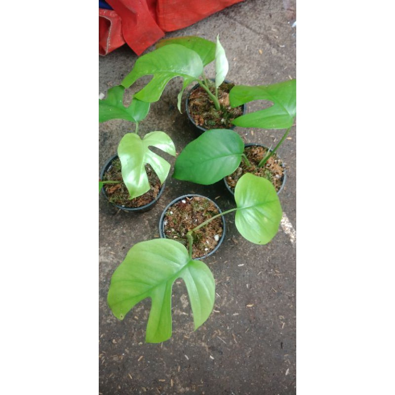 Raphidopora tetrasperma philo dendrum Raphidopora tetrasperma monstera mini monstera