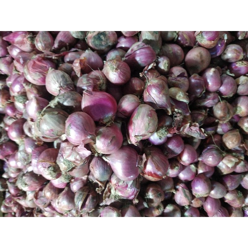 

bawang merah brebes super