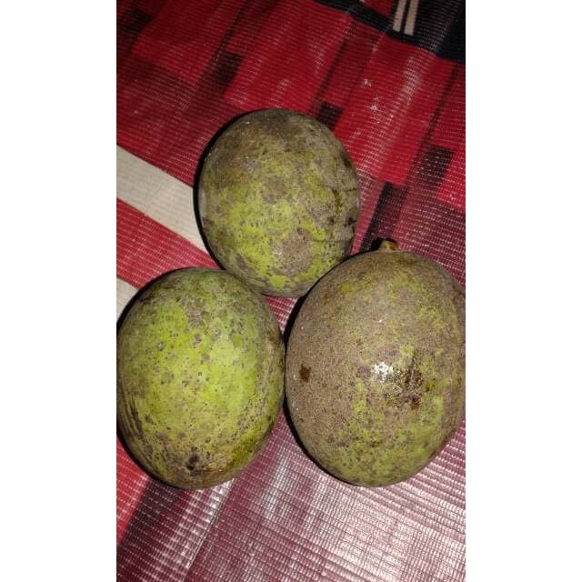 

Buah Pakel Limus Masih Mentah Buat Rujak dll