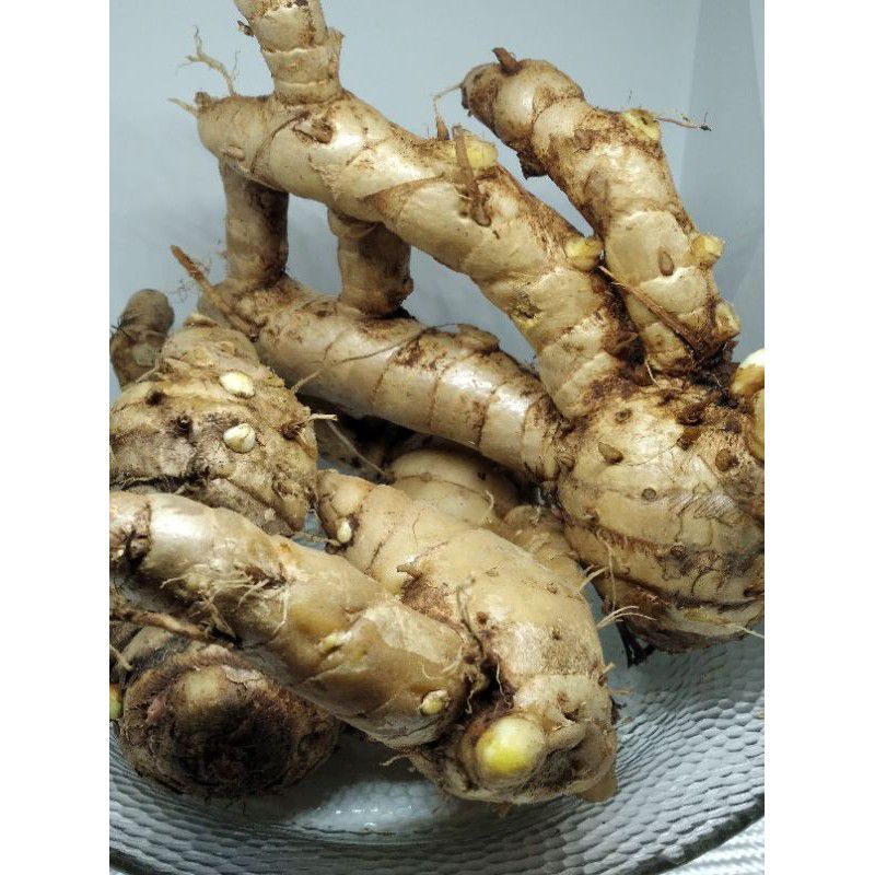 

Temu putih segar 1kg / kunyit putih/ kunir putih ( Cucuma zedoaria)