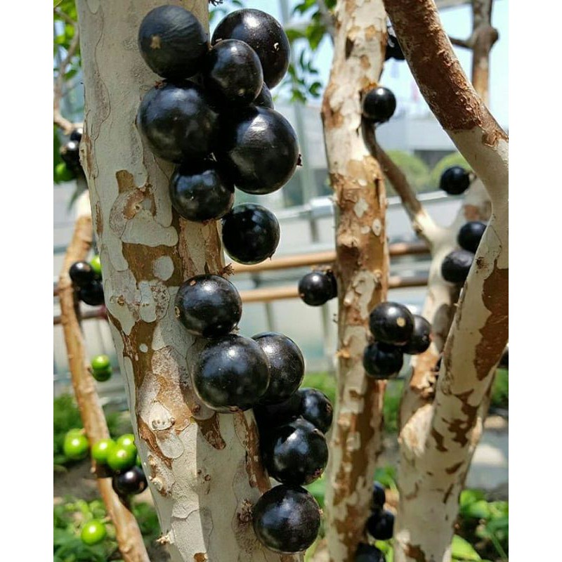 Bibit Anggur Pohon Brazil Preco/Tanaman Anggur Brazil Preco