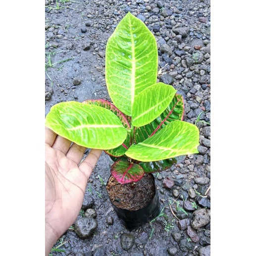 Tanaman Hias Puring Black Moonlight