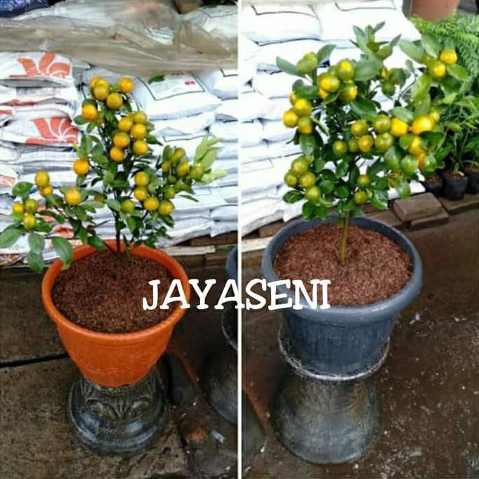 

Pohon jeruk songkit/kasturi