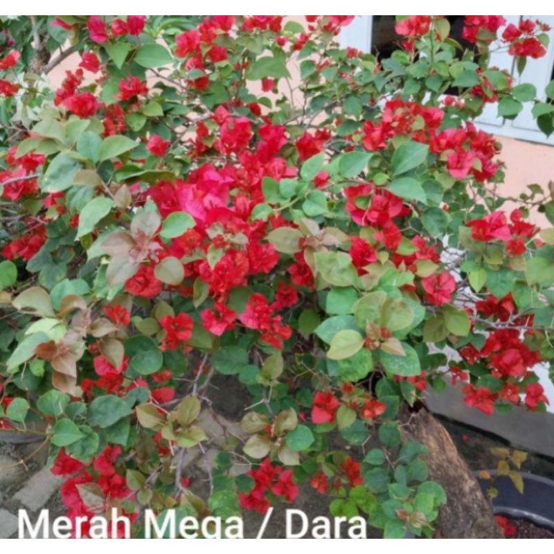 tanaman hias bunga Bougenville merah mega / pohon Bougenvile