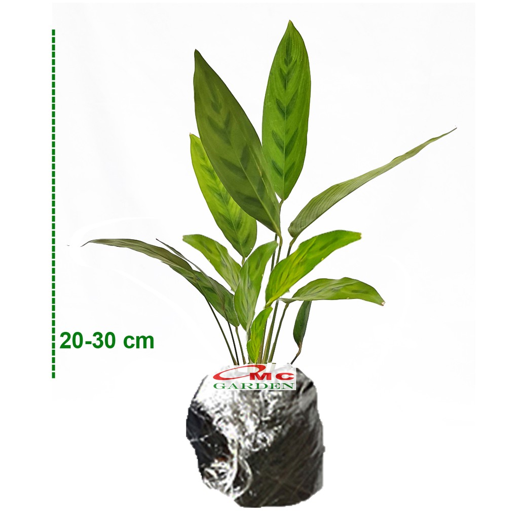 Calathea Leopardina Meranti Bambu Kalathea Kalatea Doa Meranti Daun Bambu Tanaman Hias CLT-L-2030