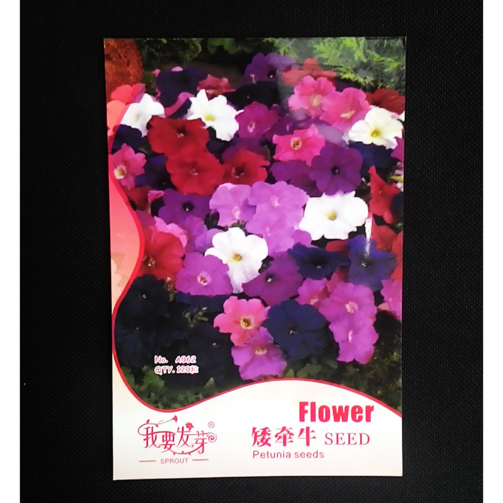 

Terlaris Petunia Mix-B Grosir