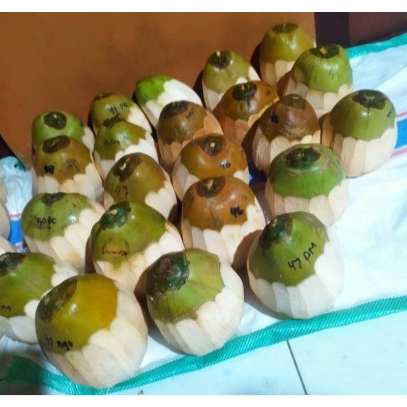 

kelapa kopyor genjah asli dari pati rasanya manis lingkaran 40-42cm