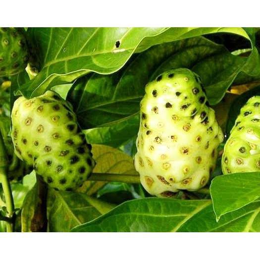 

buah mengkudu segar obat