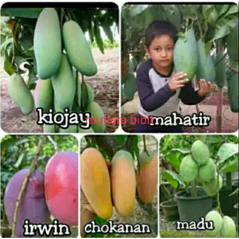 Jual Paket Tanaman Bibit Mangga Kiojay Mahathir Irwin Chokanan Madu Indonesia Shopee Indonesia