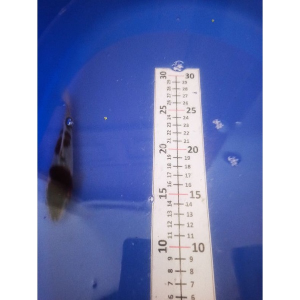 ikan koi budho goromo anak ikan Impor F1 bergaransi pengiriman