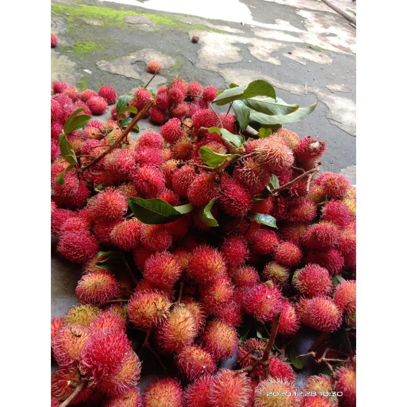 

rambutan manis kuyakan