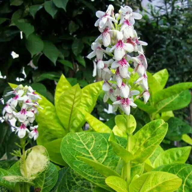 Tanaman hias melati jepang - bunga melati jepang tanaman bunga melati jepang, bibit tanaman bunga me