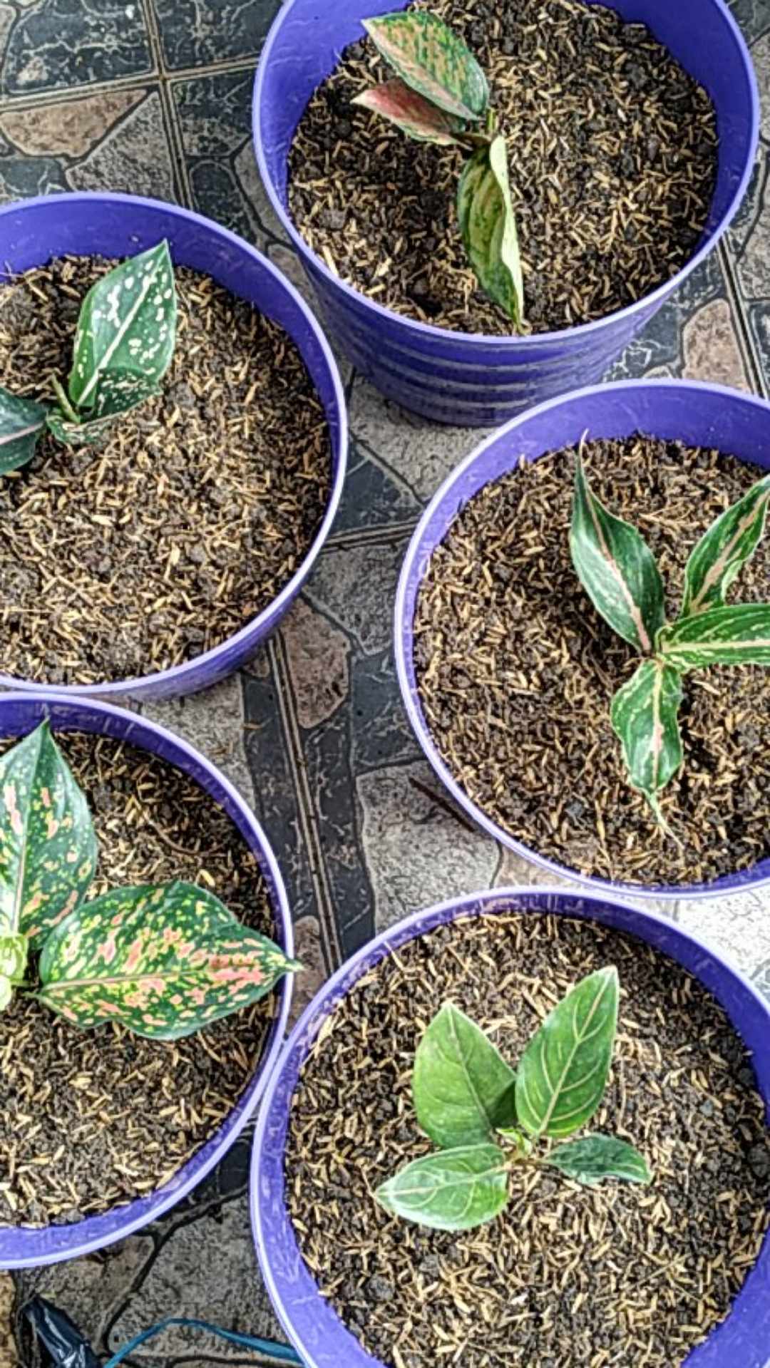 Taman Hias Aglonema Heng Heng