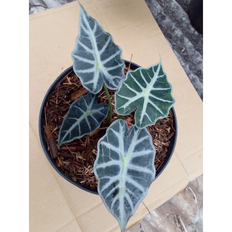 alocasia parasol mini