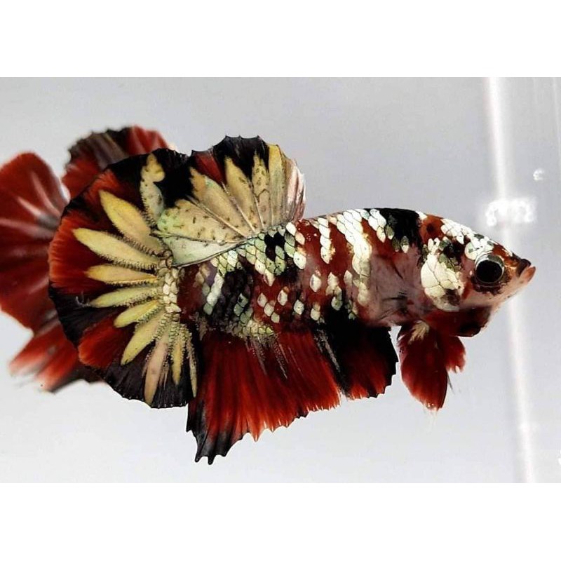 cupang ironman cupang red koi cooper gold