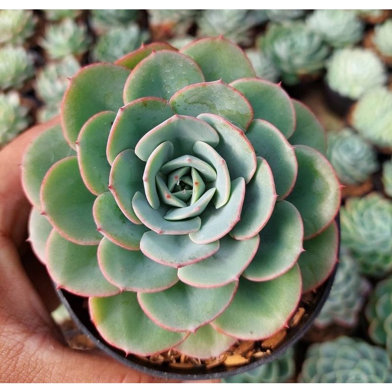 sukulen | sekulen echeveria atlantis jenis import korea