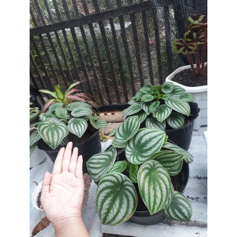 peperomia watermelon jumbo
