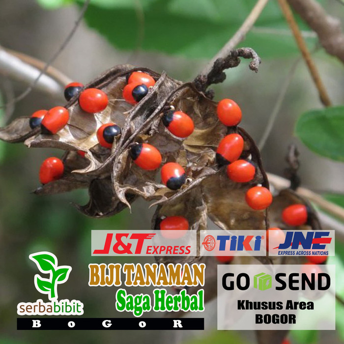 Benih Pohon Saga (30 biji)