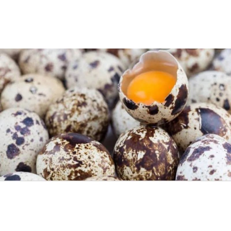 

telur puyuh 45 butir