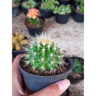 Kaktus Hias Mini Golden Barrel Beranak Pot Putih BELI 5 Kaktus Hias Mini Golden Barrel Beranak Pot Putih BELI 5