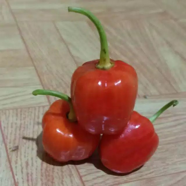 Bibit Cabe katokkon khas toraja