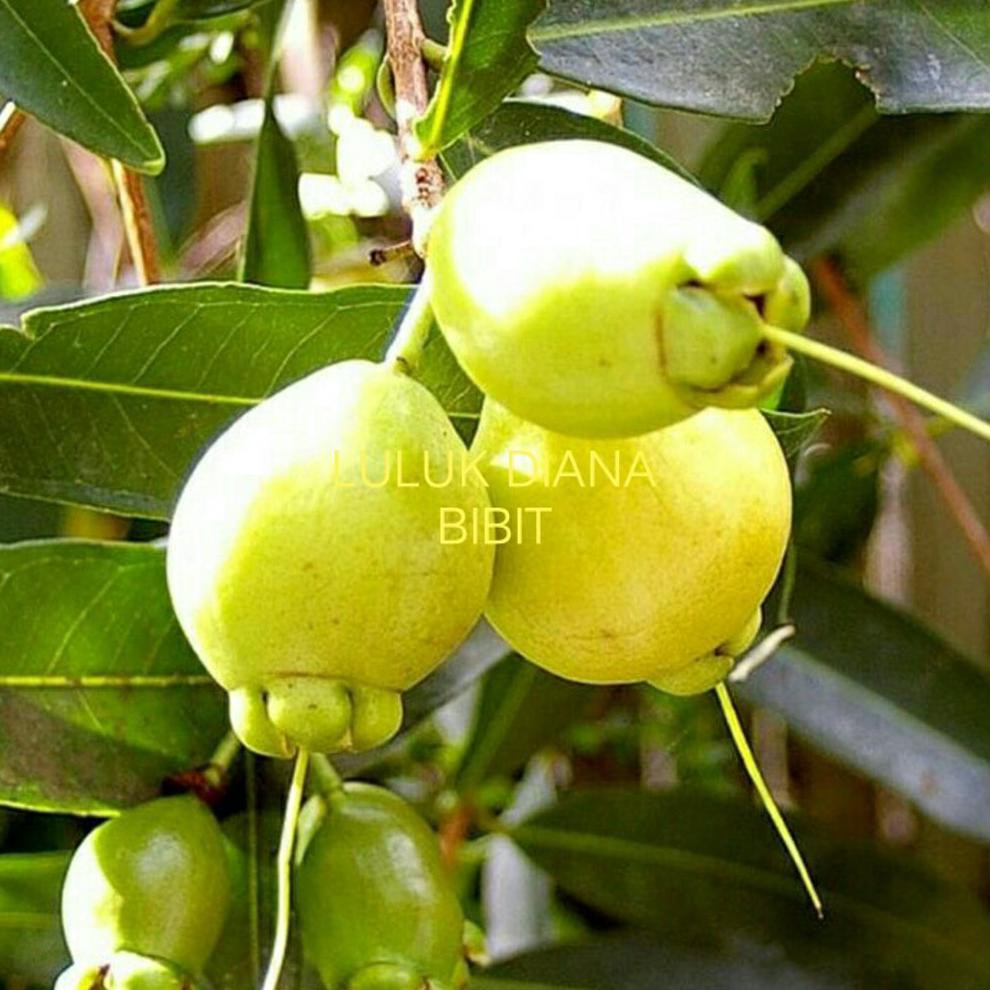 Asli Bubit Buah Jambu Air Mawar @_$