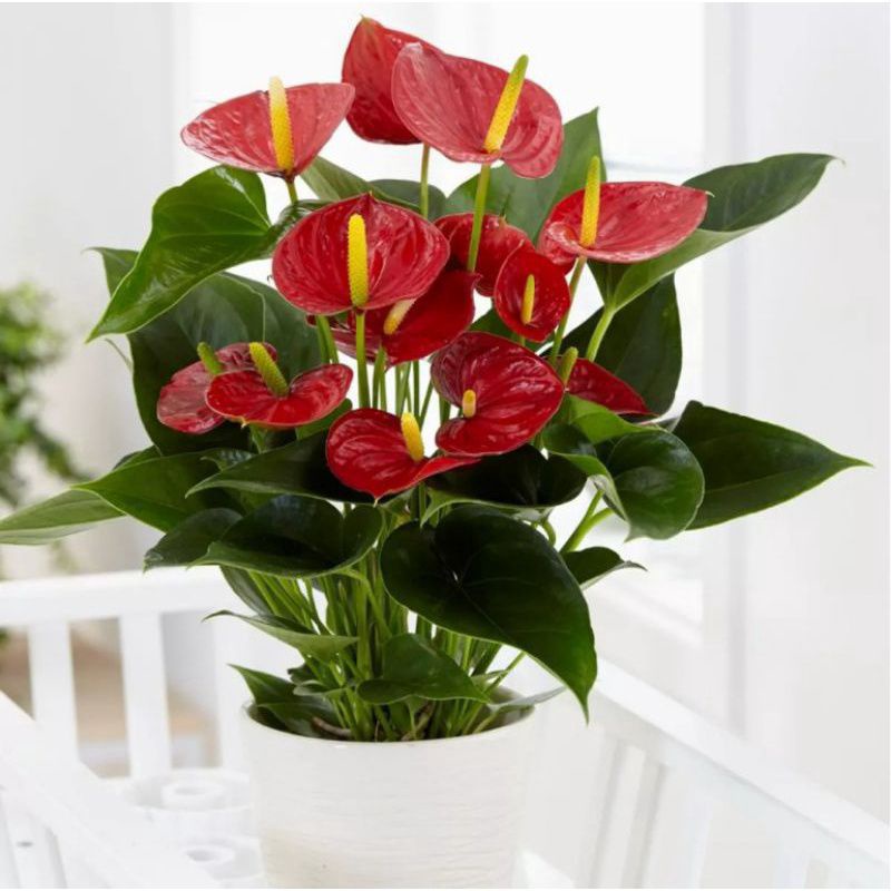 PROMO!!! TANAMAN HIAS ANTHURIUM MICKEY MOUSE