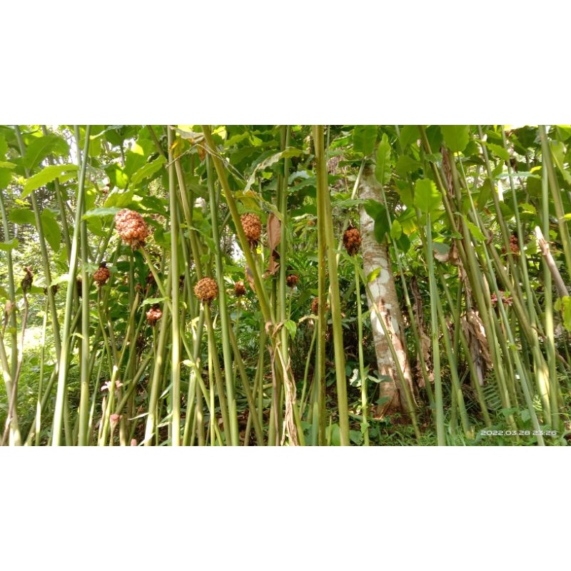 Jual buah honje segar/ asam cekala | Shopee Indonesia