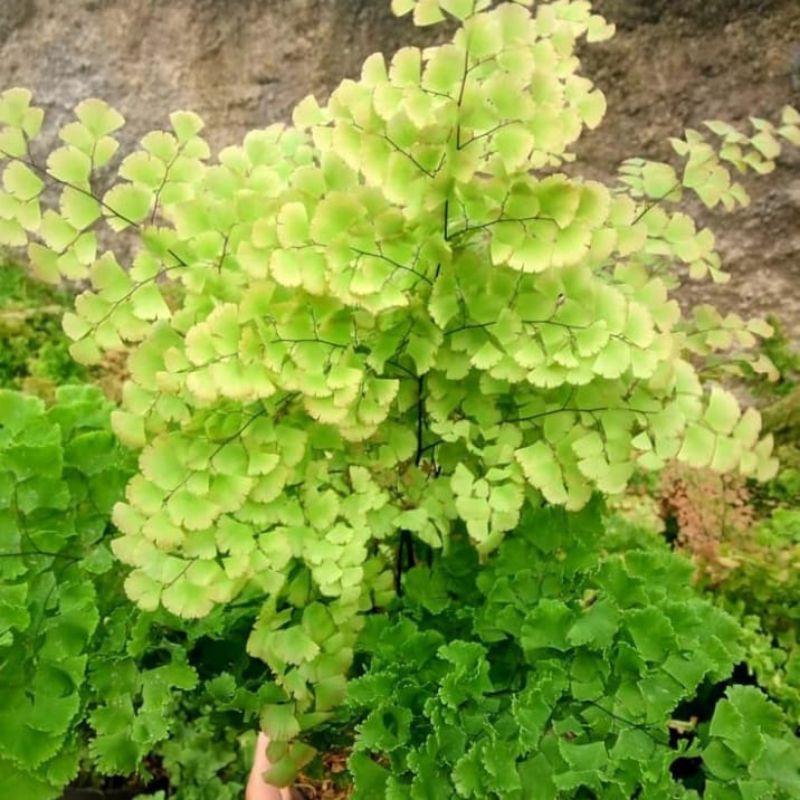 Tanaman hias Suplir - tanaman suplir - tanaman pot - suplir