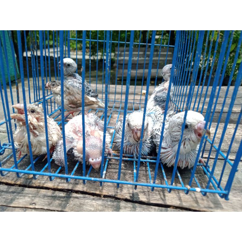 Anakan burung parkit