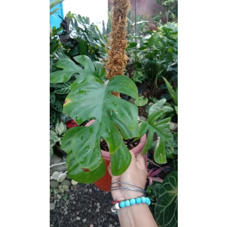 Raphidopora tetrasperma