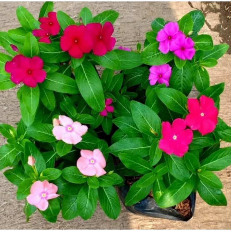 Tanaman Hias Gantung Bunga Pinka Tapak Dara/Bibit Tanaman Hias Bunga Cantik Tapak Dara