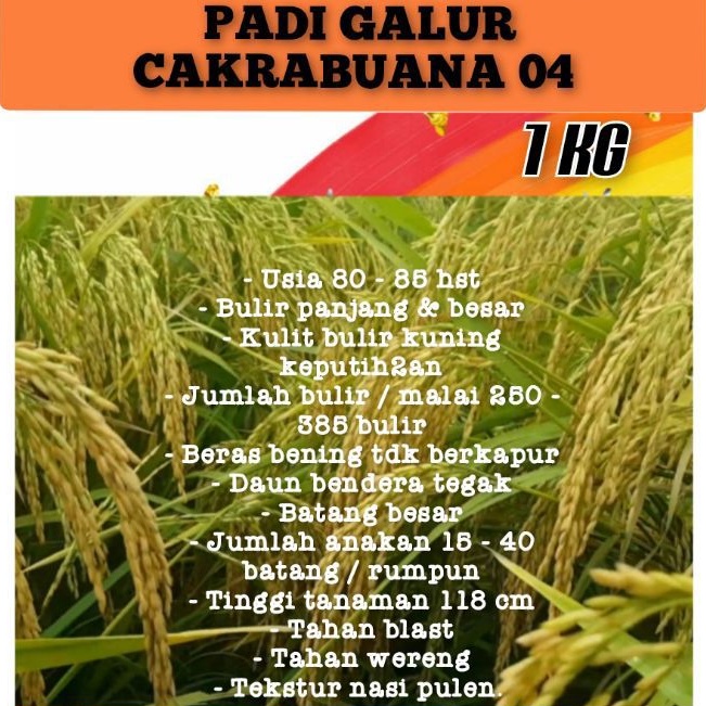benih bibit padi cakrabuana 04 cb04