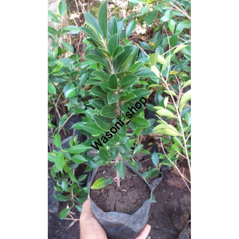 (BISA COD) BIBIT BONSAI FICUS ELEGAN / BIBIT BERINGIN ELEGAN