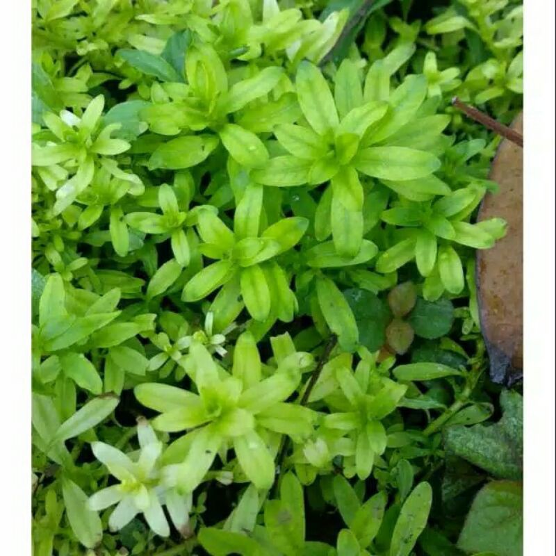 ludwigia inclinata green (tanaman aquascape)