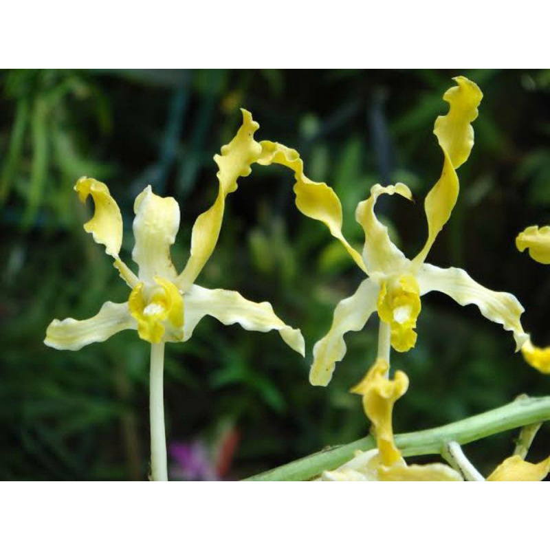 Dendrobium discolor tanimbar var flava