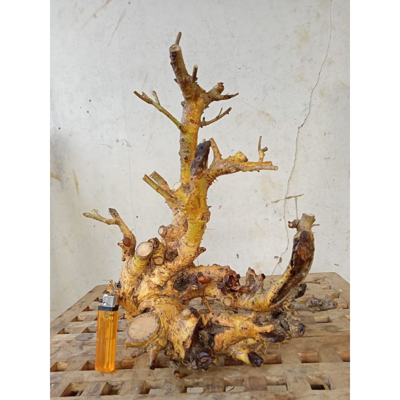 Bahan Bonsai Serut karakter TUA